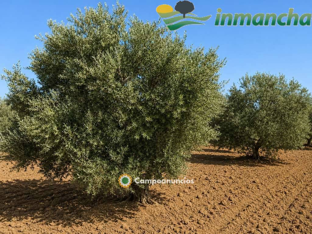 finca en venta 28 has. Olivar riego  en Albacete