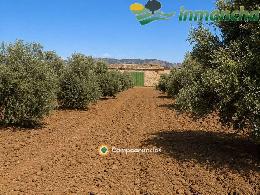 finca en venta 28 has. Olivar riego 