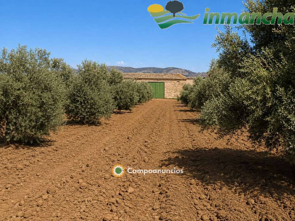 finca en venta 28 has. Olivar riego  en Albacete
