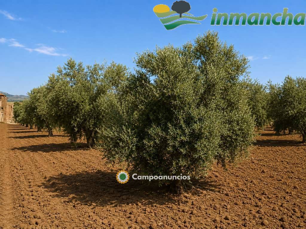 finca en venta 28 has. Olivar riego  en Albacete