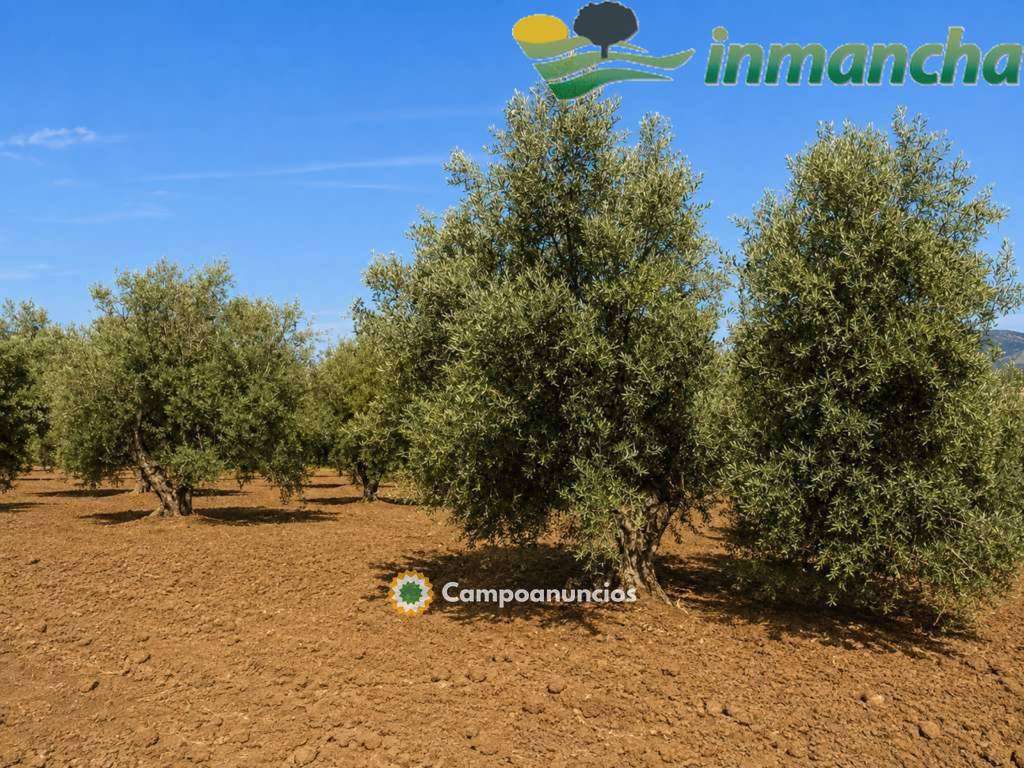 finca en venta 28 has. Olivar riego  en Albacete