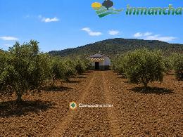 finca en venta 28 has. Olivar riego 