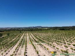 finca en venta 544 has. labor-viña-caza 