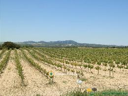 finca en venta 544 has. labor-viña-caza 