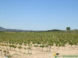 finca en venta 544 has. labor-viña-caza 