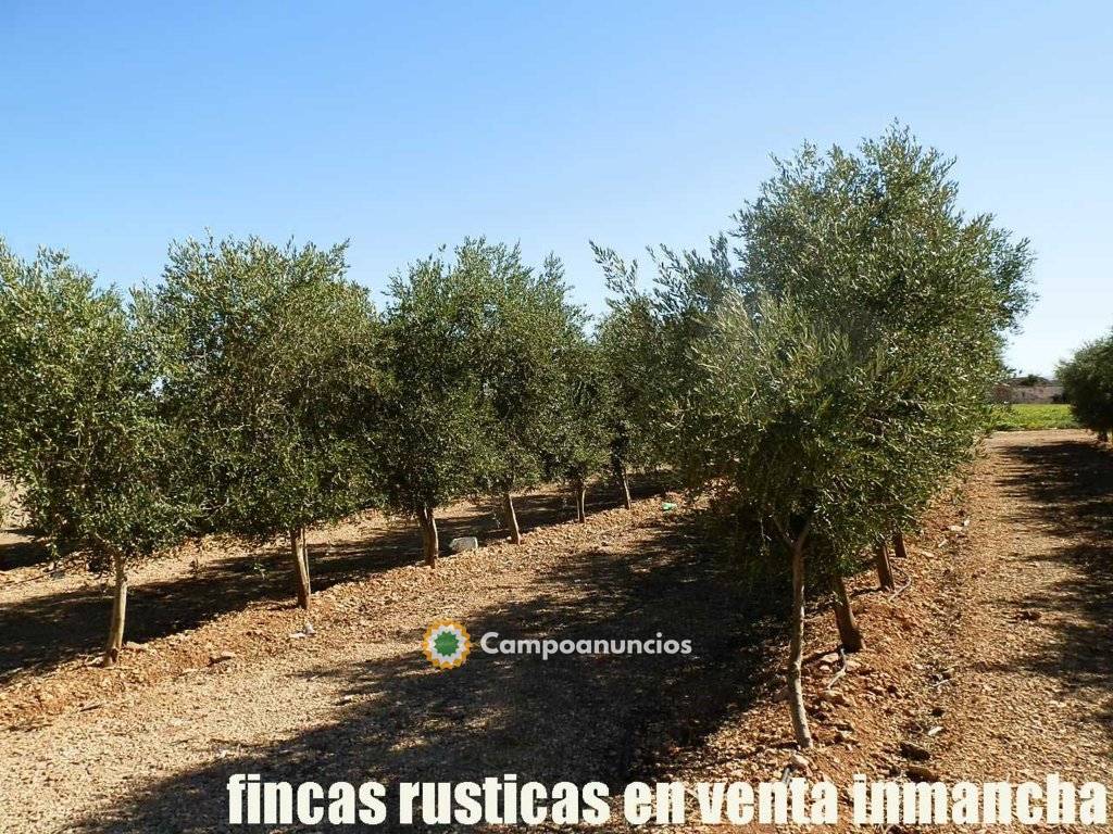 finca en venta inmancha olivar espaldera en Ciudad Real
