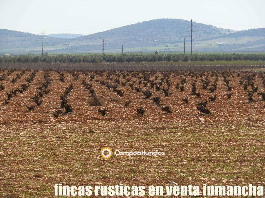 finca en venta inmancha olivar viña en Ciudad Real