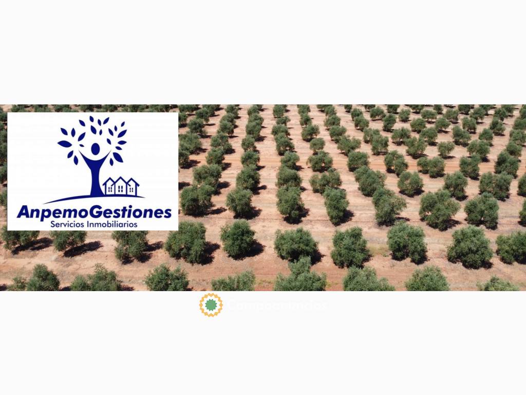 Finca olivar alberquino 50has en Córdoba