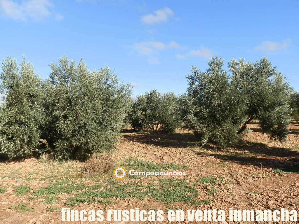 Finca rustica en venta olivar almendros  en Ciudad Real