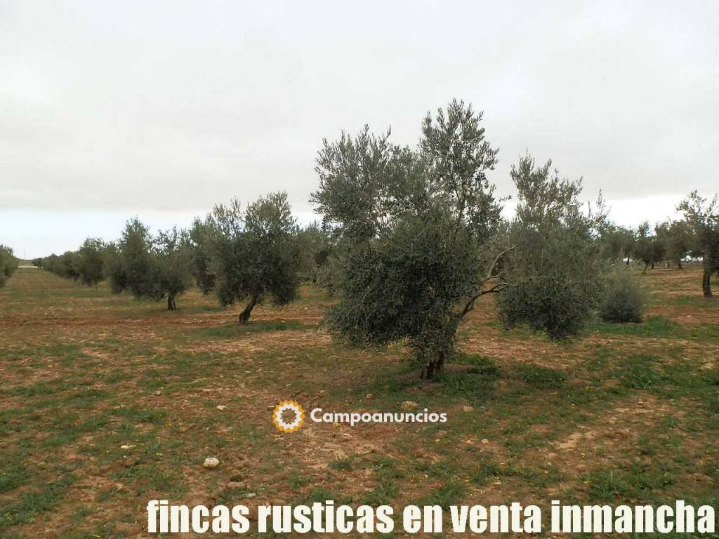 Finca rustica en venta olivar regadío en Ciudad Real