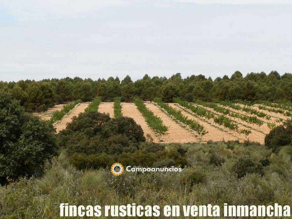 finca venta inmancha caza menor almendro en Albacete