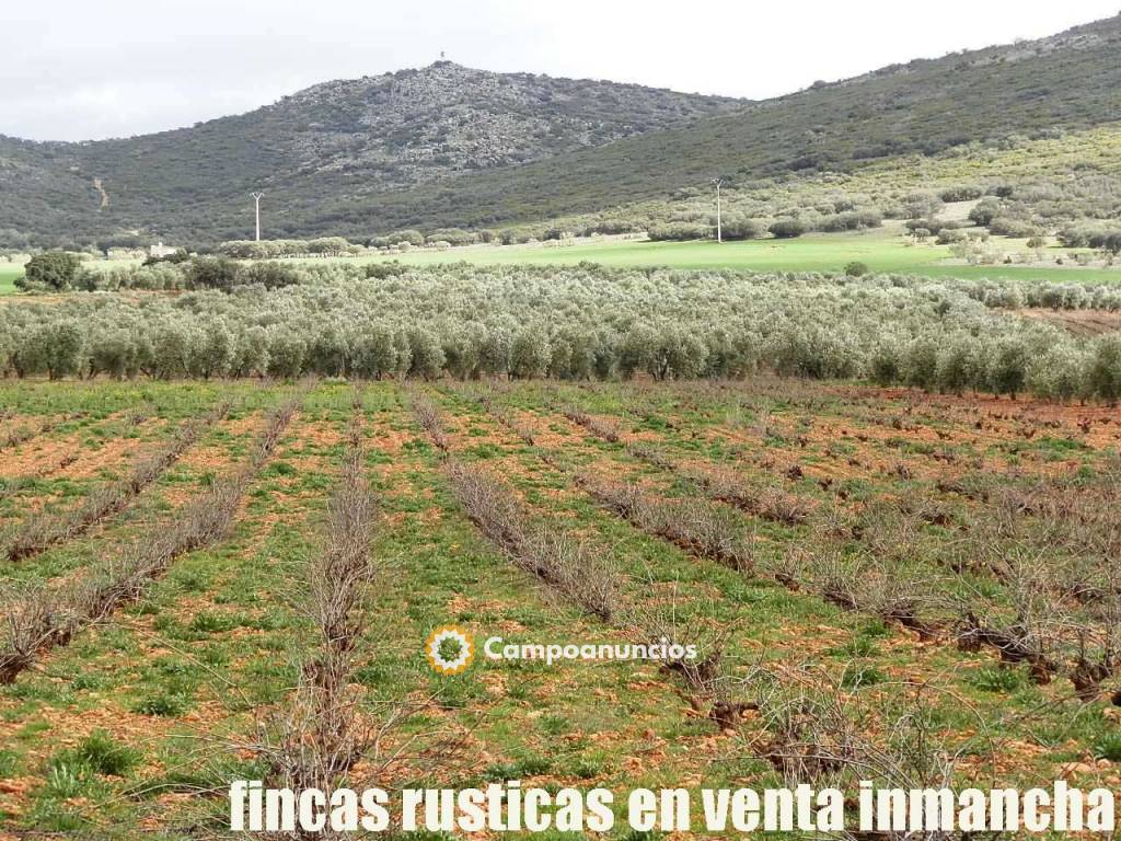finca venta inmancha viña olivar riego en Ciudad Real