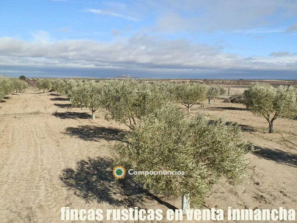 fincas inmancha 12 has. olivar almendros en Toledo