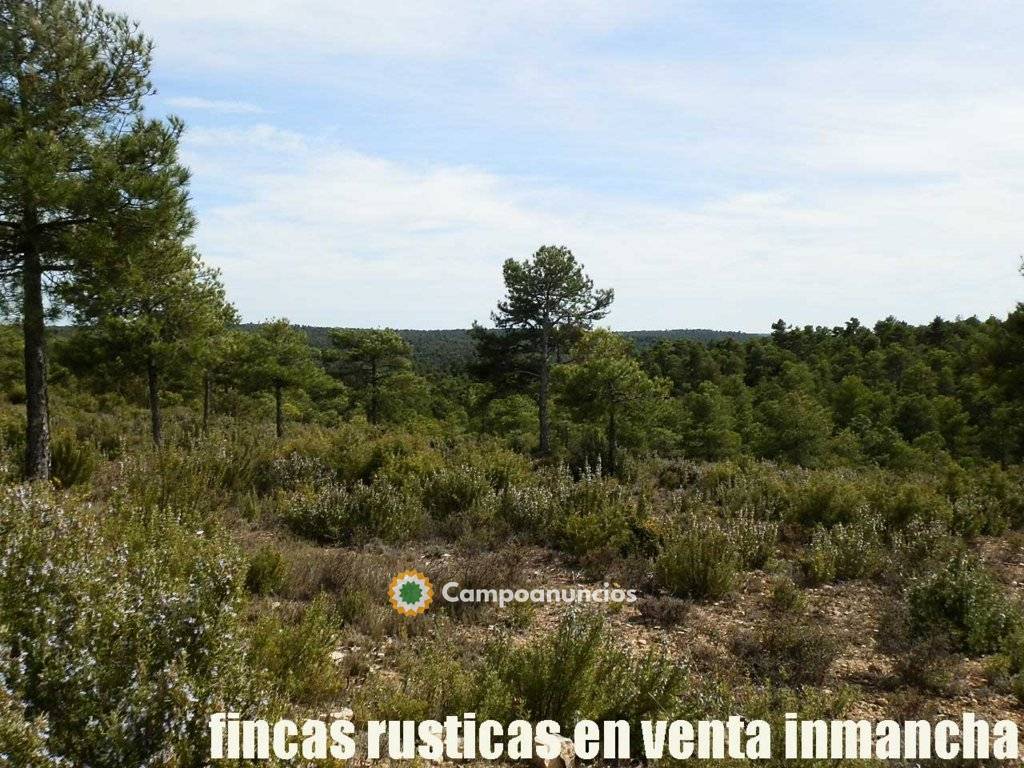 fincas inmancha 22 has. de pinar Recreo en Cuenca