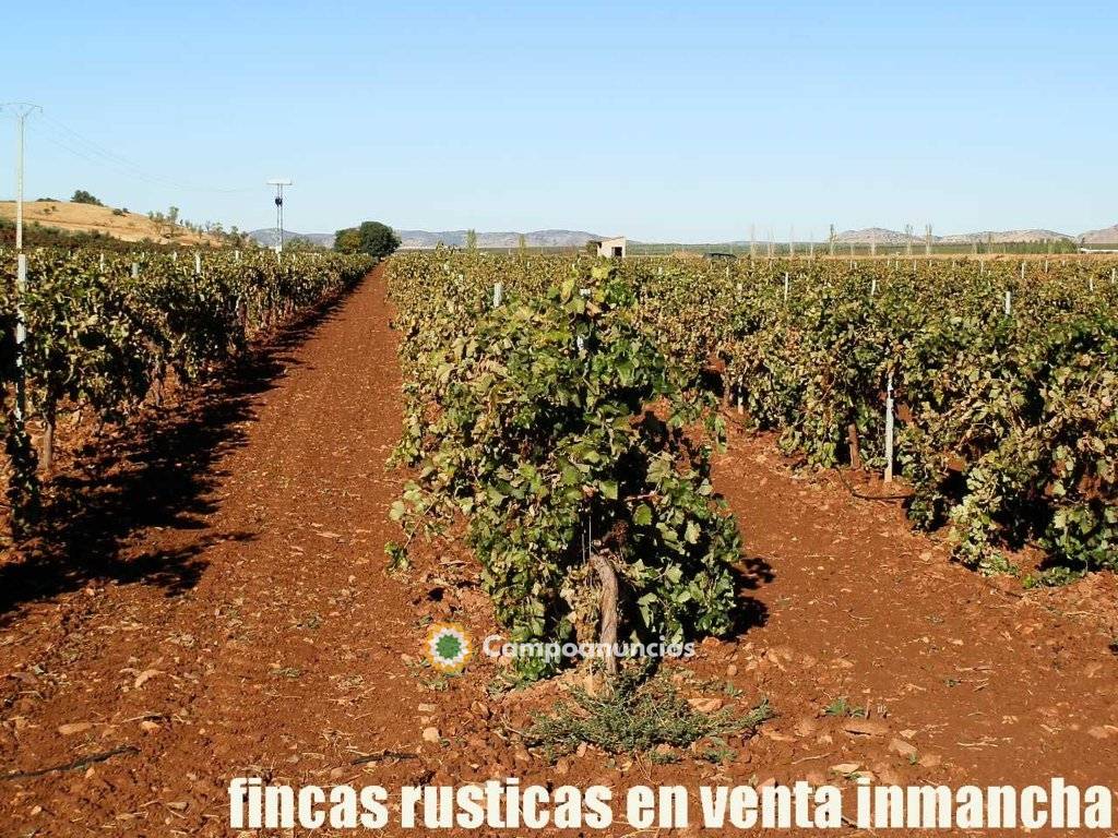 fincas inmancha olivar viña regadío en Ciudad Real