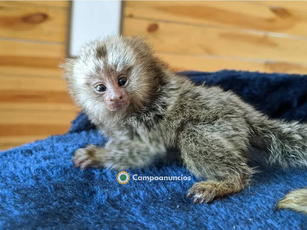 Finger Marmoset Monkeys for sale en Tenerife