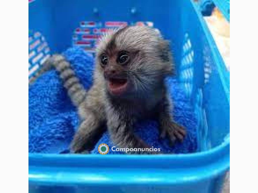 Finger Marmoset Monkeys for sale en Tenerife