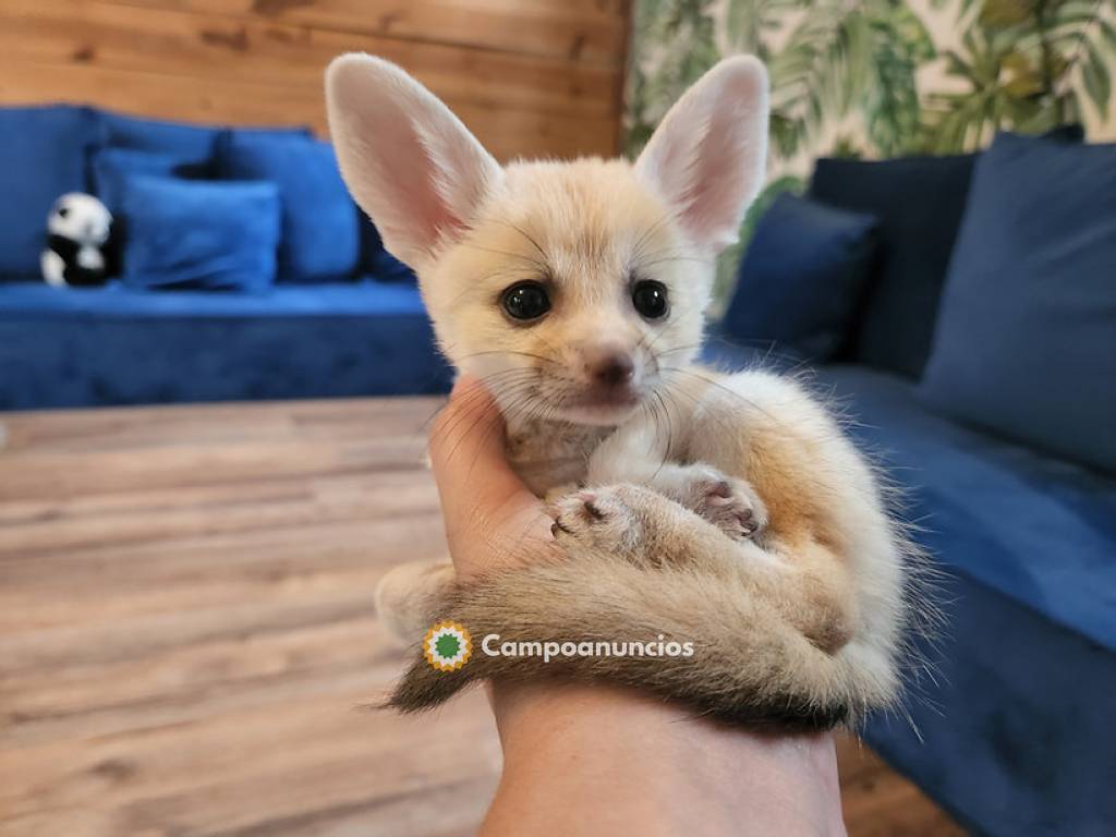 Fox terrier fennec(+34611232161) en Ávila