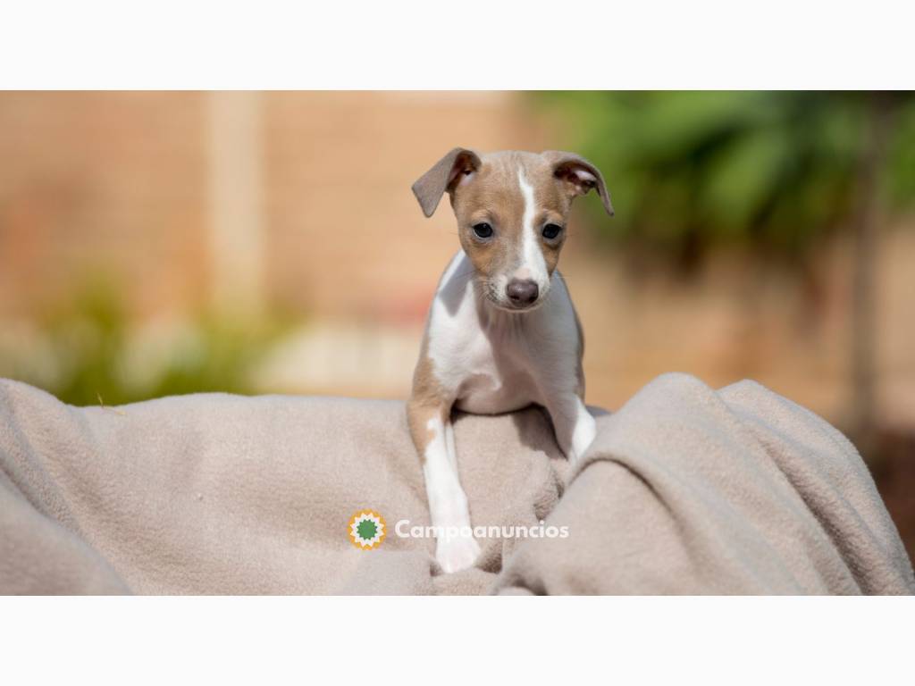 GALGOS  CACHORRO DISPONIBLE en Ourense