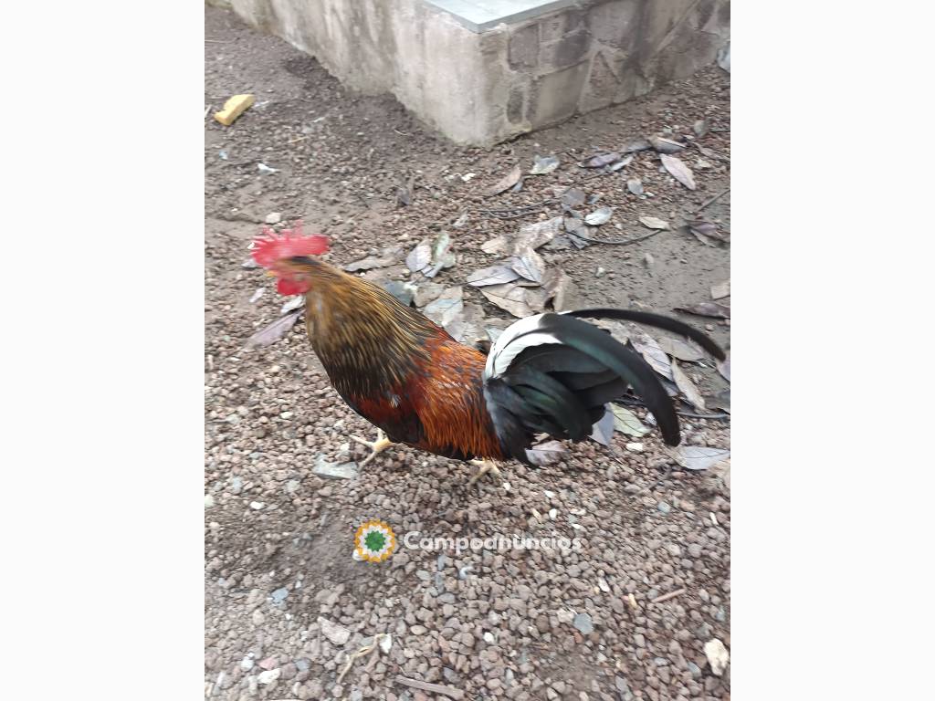 Gallos en Las Palmas