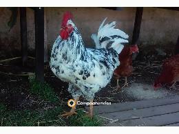 Gallos de Pita pinta asturiana