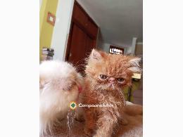 Gatita persa naranja 