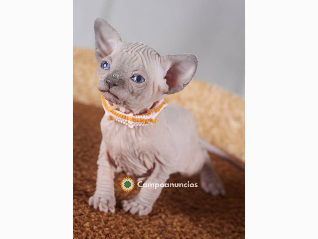 gatita sphynx lisa en adopcion Tenemos 2 en Toledo