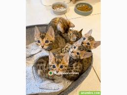 Gatito bengala para adopción.