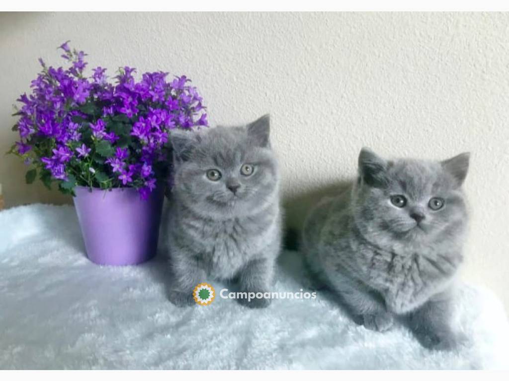  gatito británico de pelo corto para ado en Tenerife