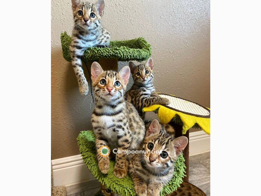 gatito de Bengala de pura raza en Toledo