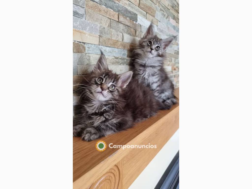 gatito maine coon en adopcion solo tenem en Ourense