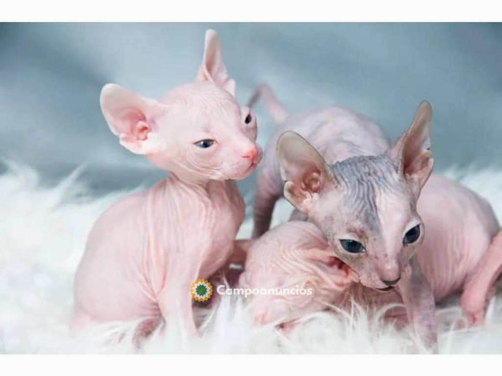 gatito sphynx disponible Contáctame sólo en Toledo