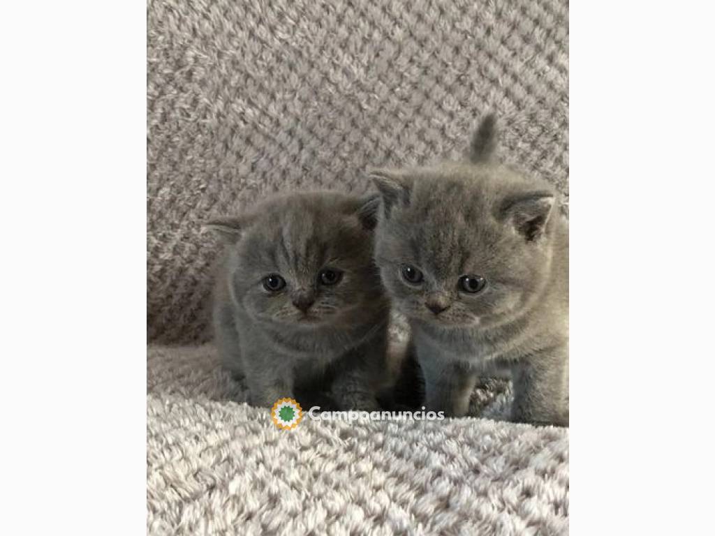 Gatitos británicos de pelo corto en Huesca