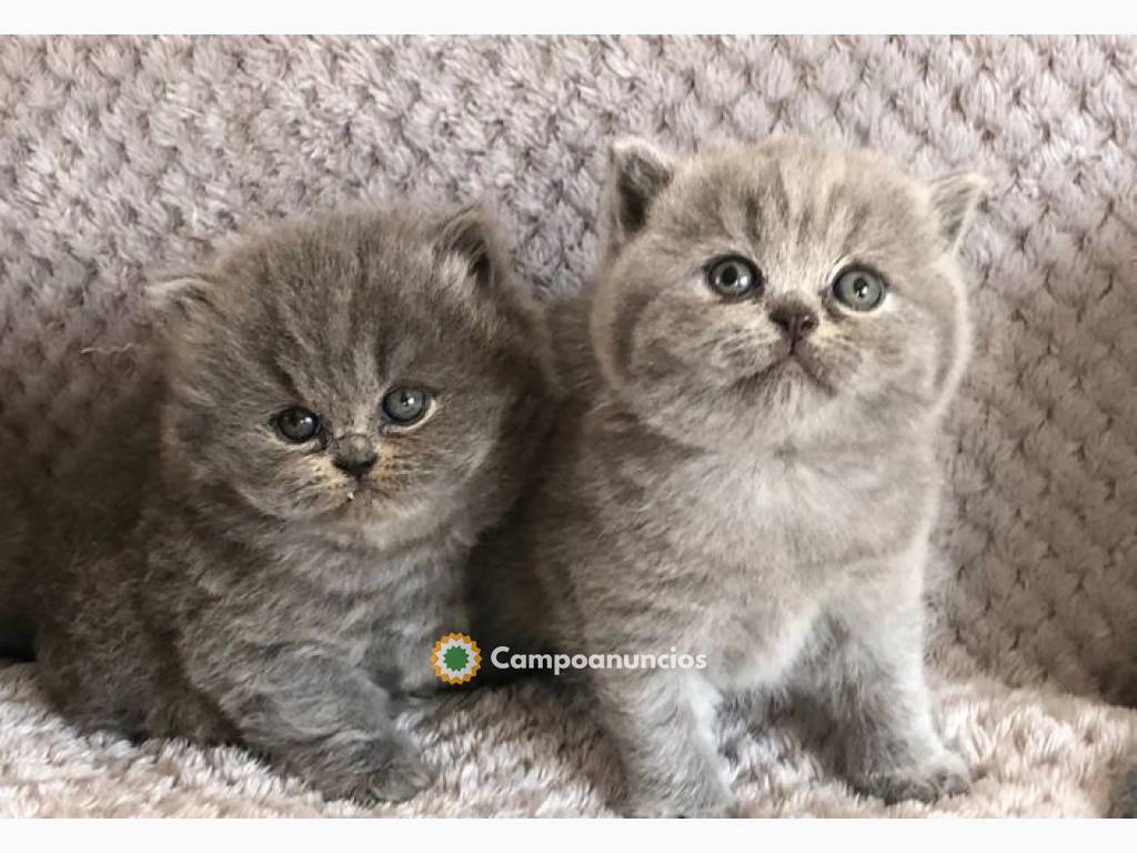 Gatitos británicos de pelo corto en Huesca