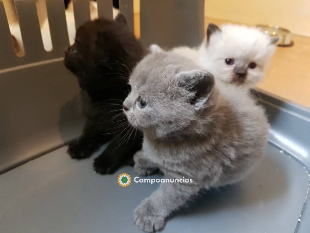 Gatitos británicos de pelo corto en Tenerife