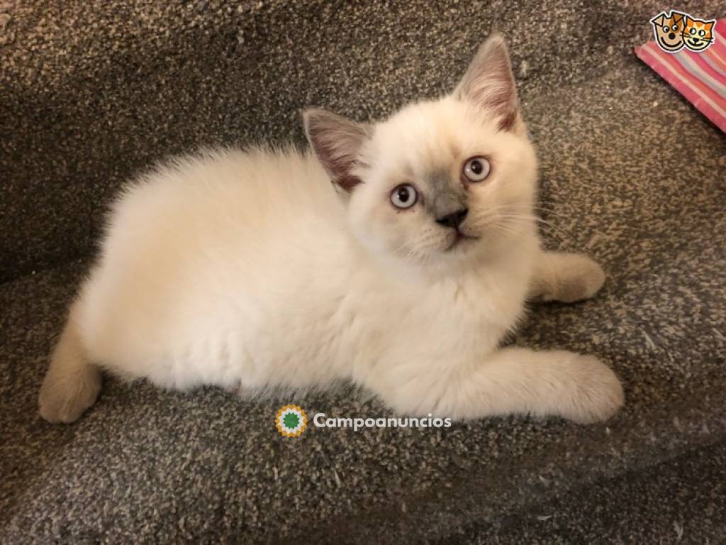 Gatitos británicos de pelo corto en Tenerife