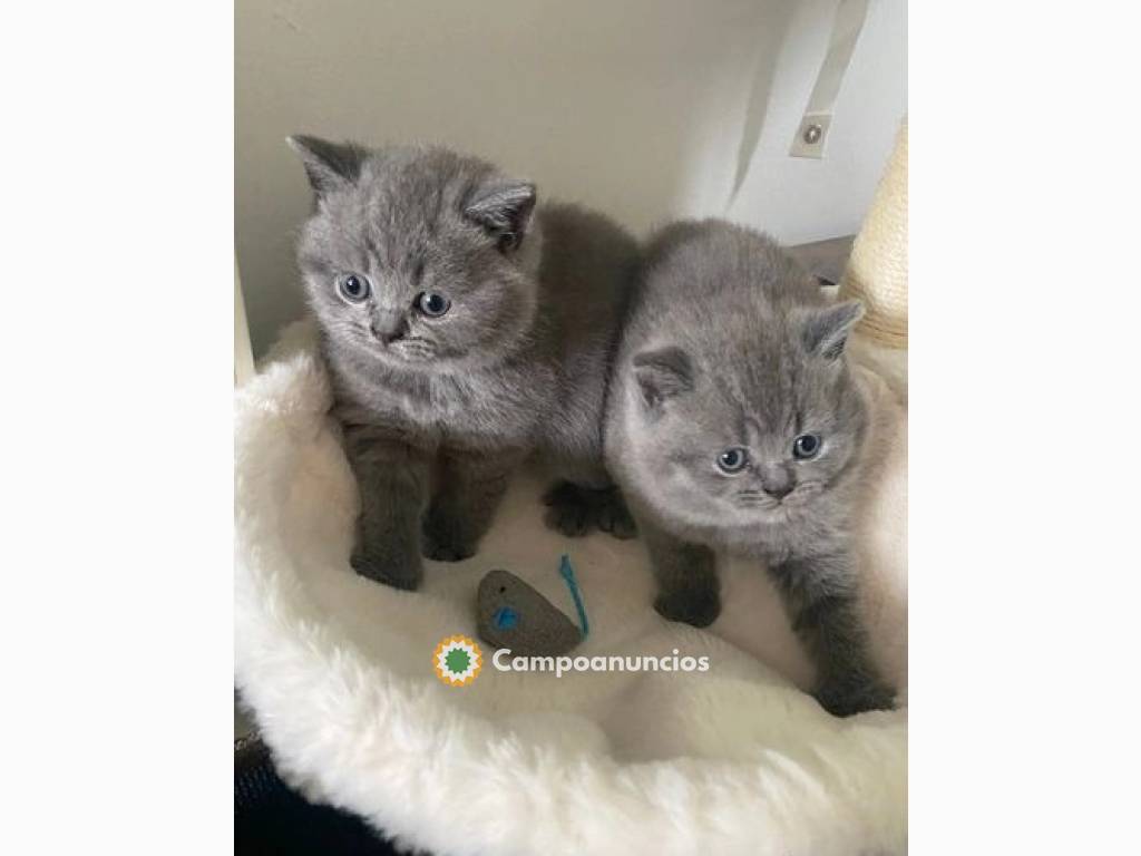 Gatitos británicos de pelo corto en Toledo