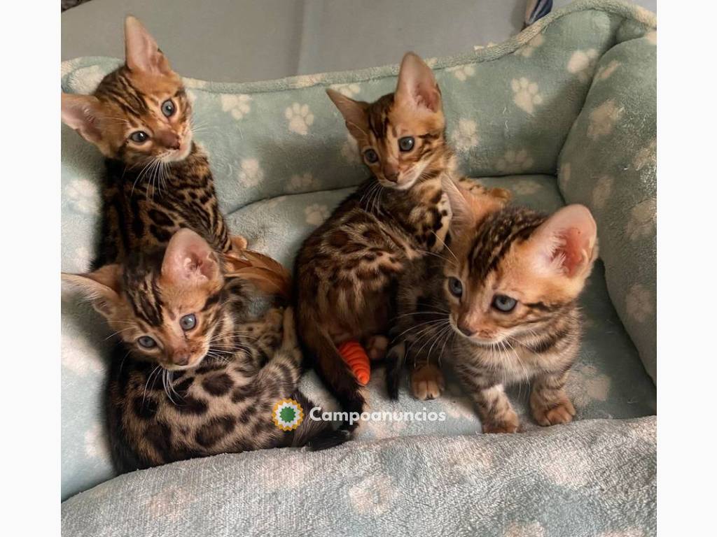 gatitos de bengala disponibles 632199620 en Tenerife