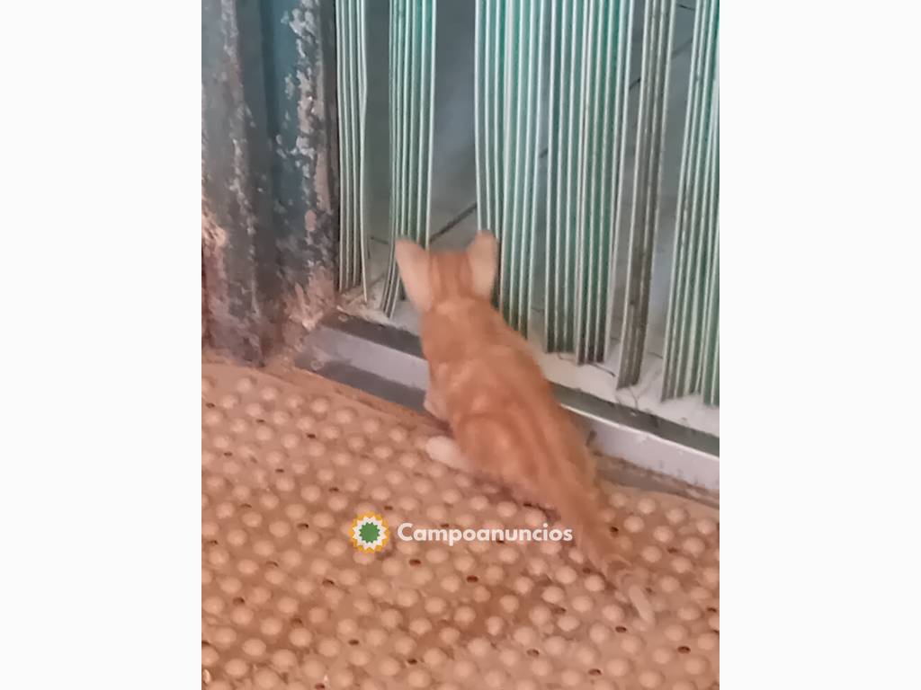 Gatitos mestizos en Murcia capital 