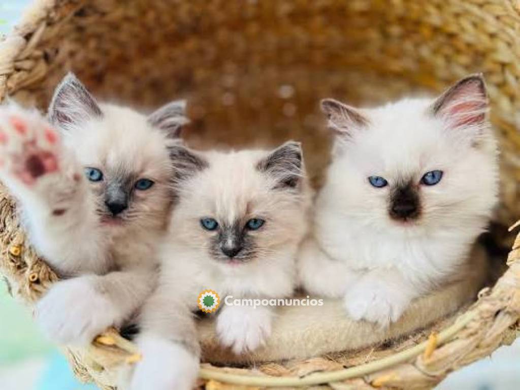 Gatitos Ragdoll disponibles para adopció