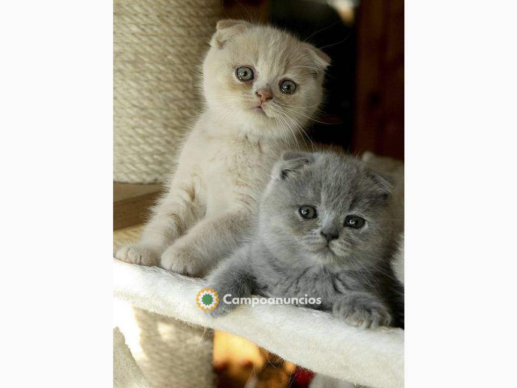 Gatitos Scottish Fold disponibles para r en Huesca