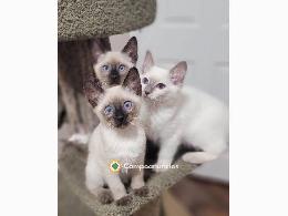 Gatitos siameses en adopción