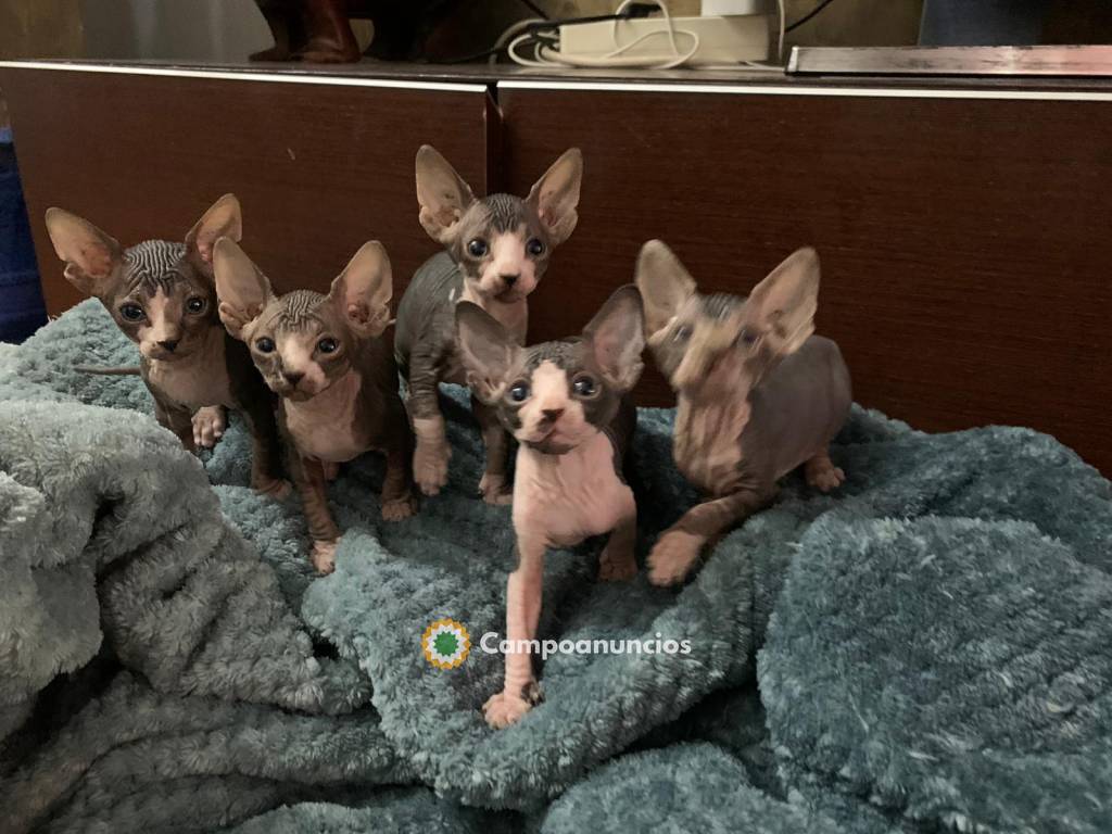 Gatitos sphynx en Barcelona