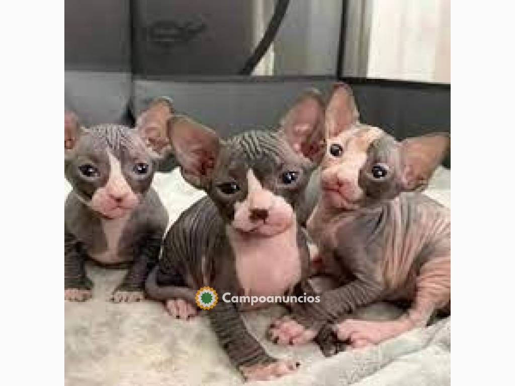 Gatitos Sphynx adopcion en Tenerife