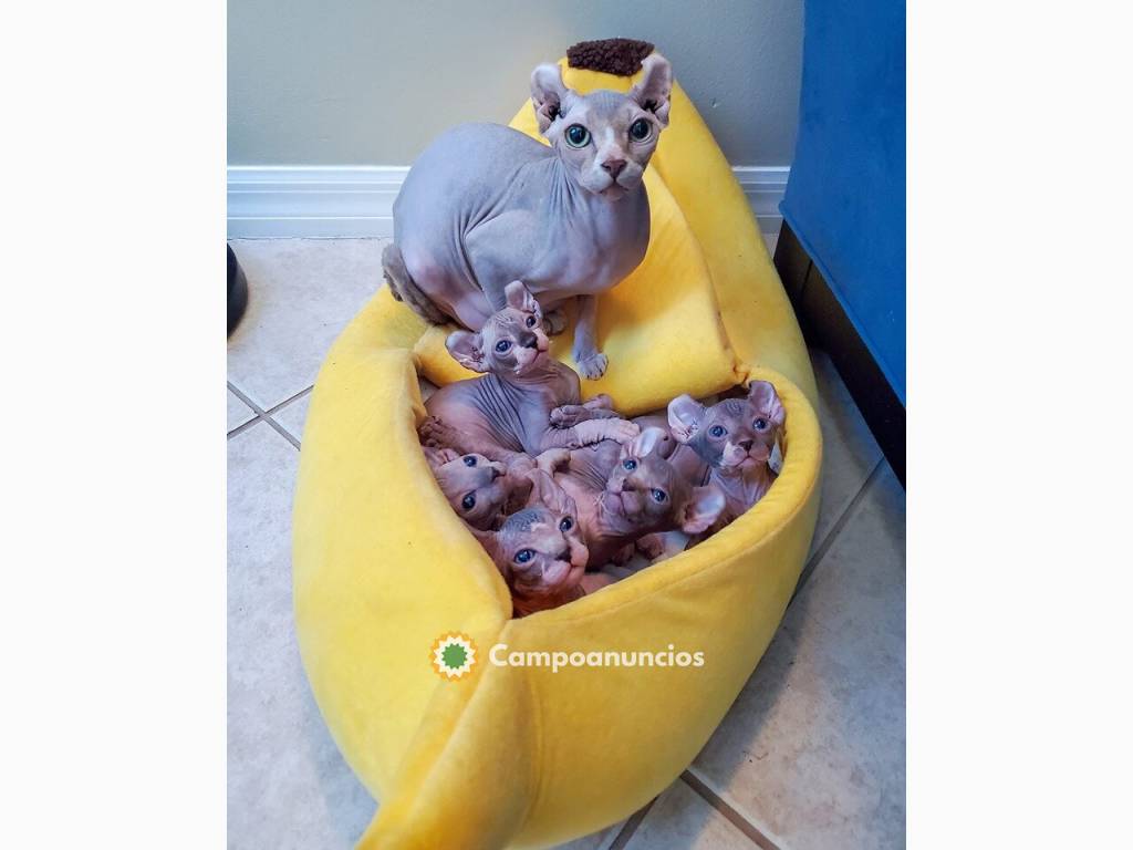 Gatitos Sphynx listos para salir en Ourense