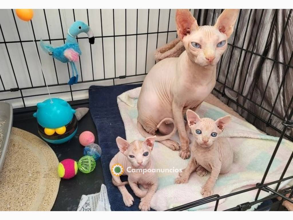 Gatitos Sphynx para adopcion gratis en Huesca