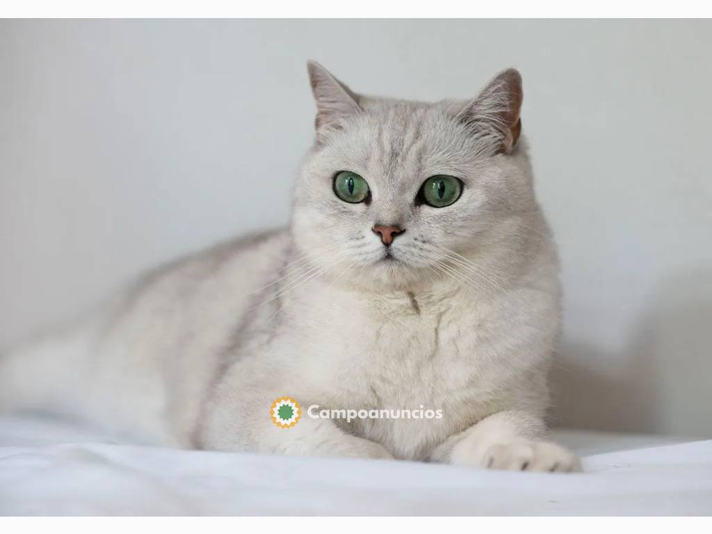 Gato británico de pelo corto en Tenerife