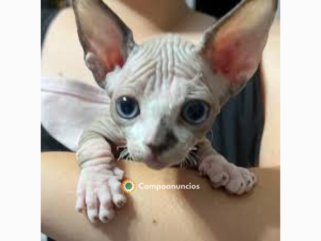 gatos sphynx disponibles en Madrid