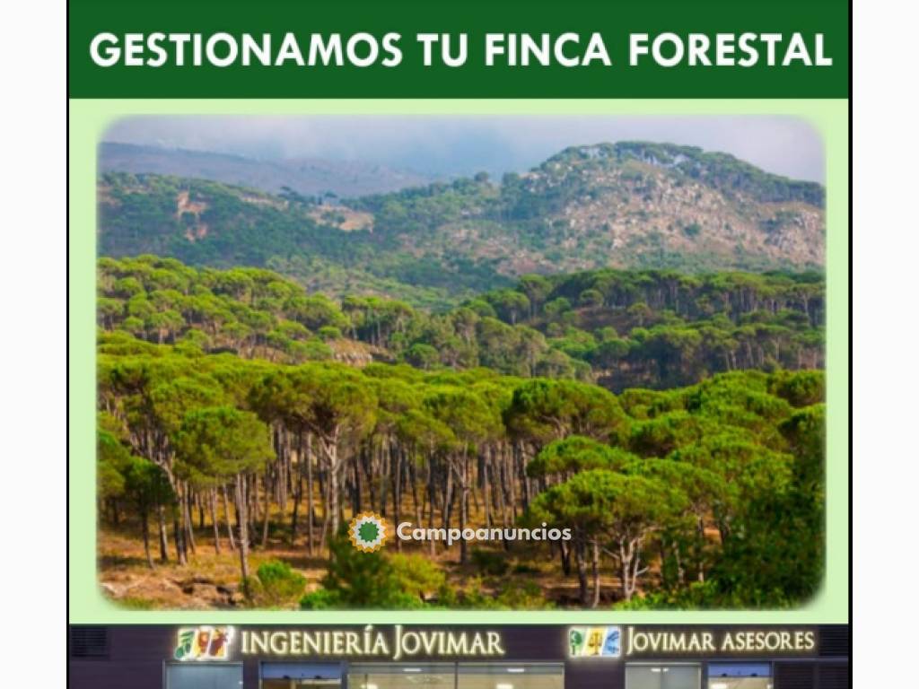 Gestionamos tu finca forestal en Granada