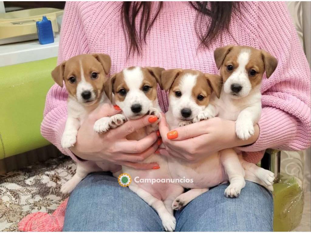 Gift Jack russell whAtsapp +34631529689 en Huesca